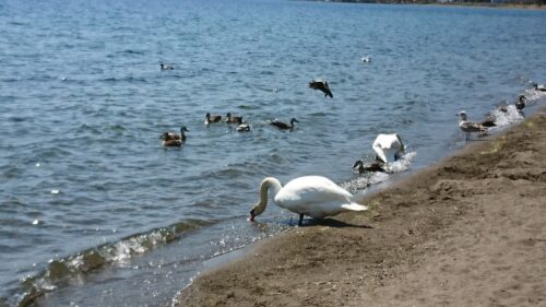 swan at lake Toya