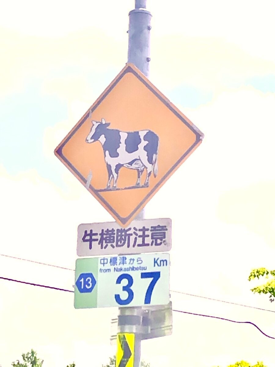 cow xing