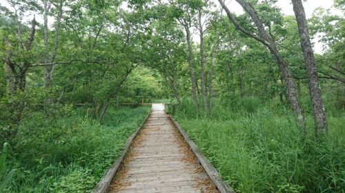 Marshland Walking Course in Onnenai, Hokkaido