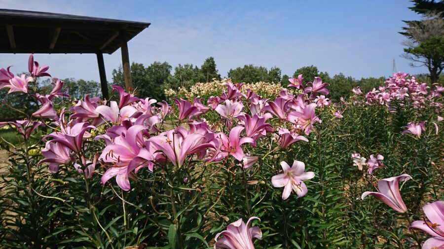 lilies